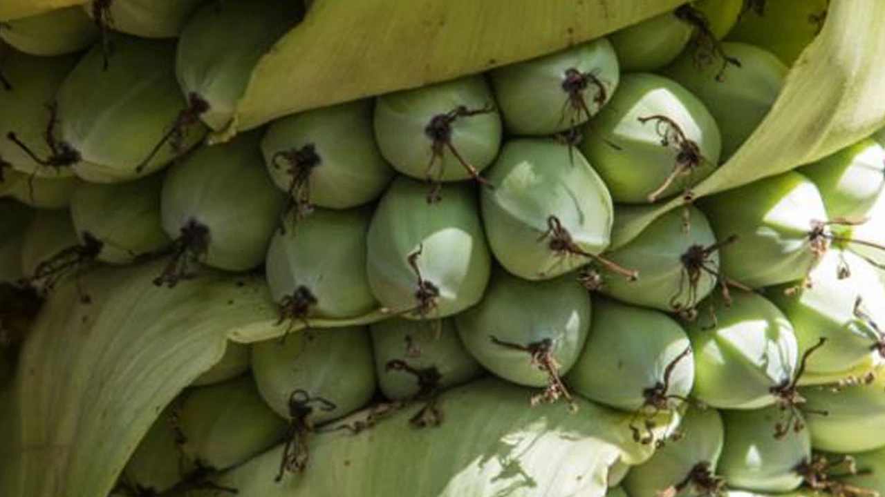 İklim krizini çözebilecek mi: Sahte muz hakkında ilginç detay
